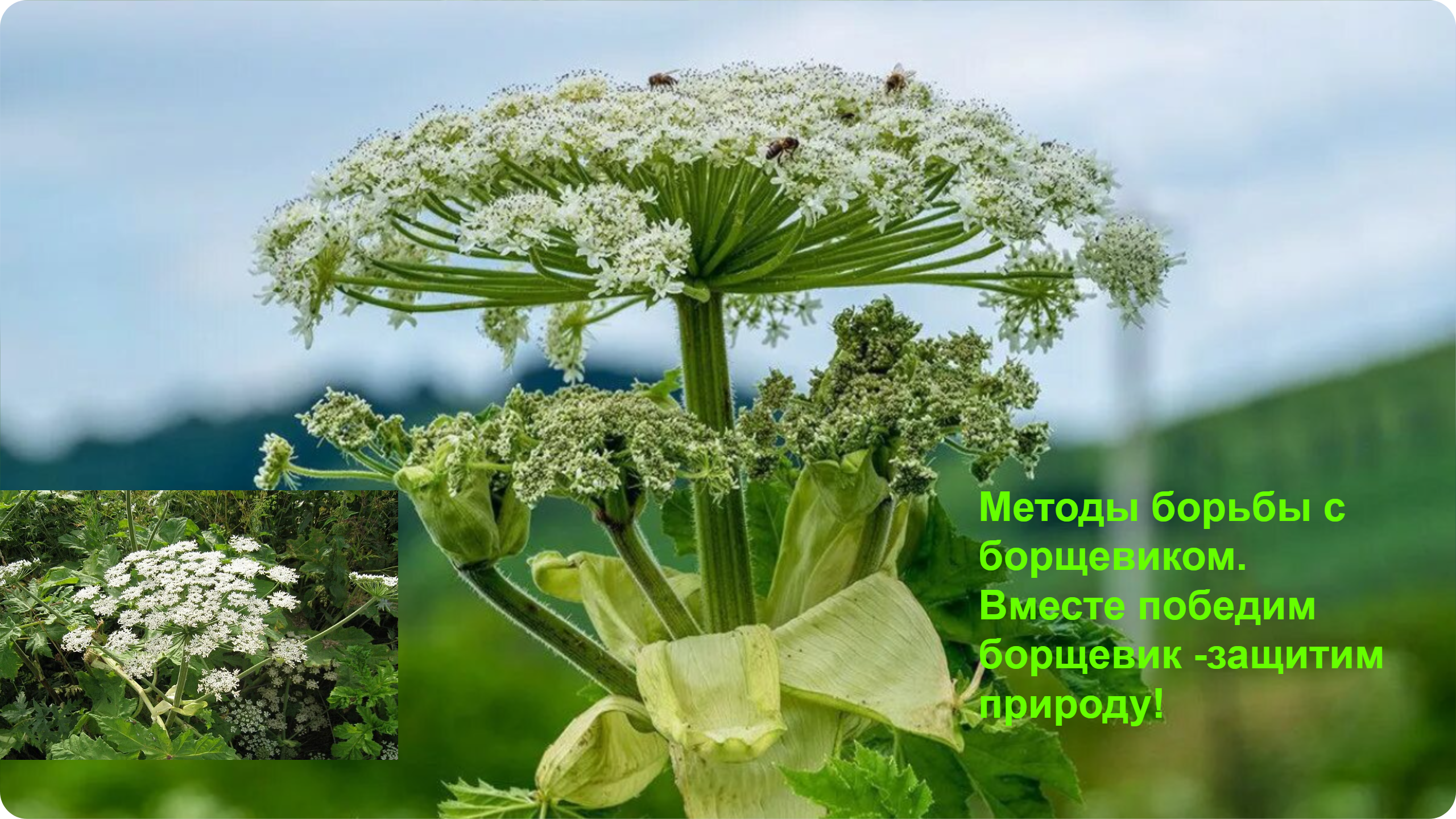 Методы борьбы с борщевиком